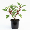 Red Roselle Hibiscus Live Plant in 4 Inch Pot, Sabdariffa Roselle Jamaican Flower Plant for Outdoor Planting, 4-6" Tall