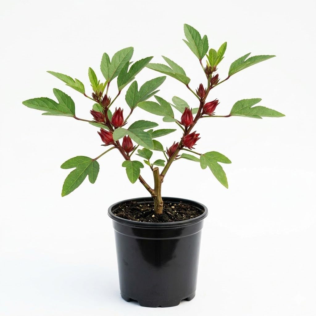Red Roselle Hibiscus Live Plant in 4 Inch Pot, Sabdariffa Roselle Jamaican Flower Plant for Outdoor Planting, 4-6" Tall