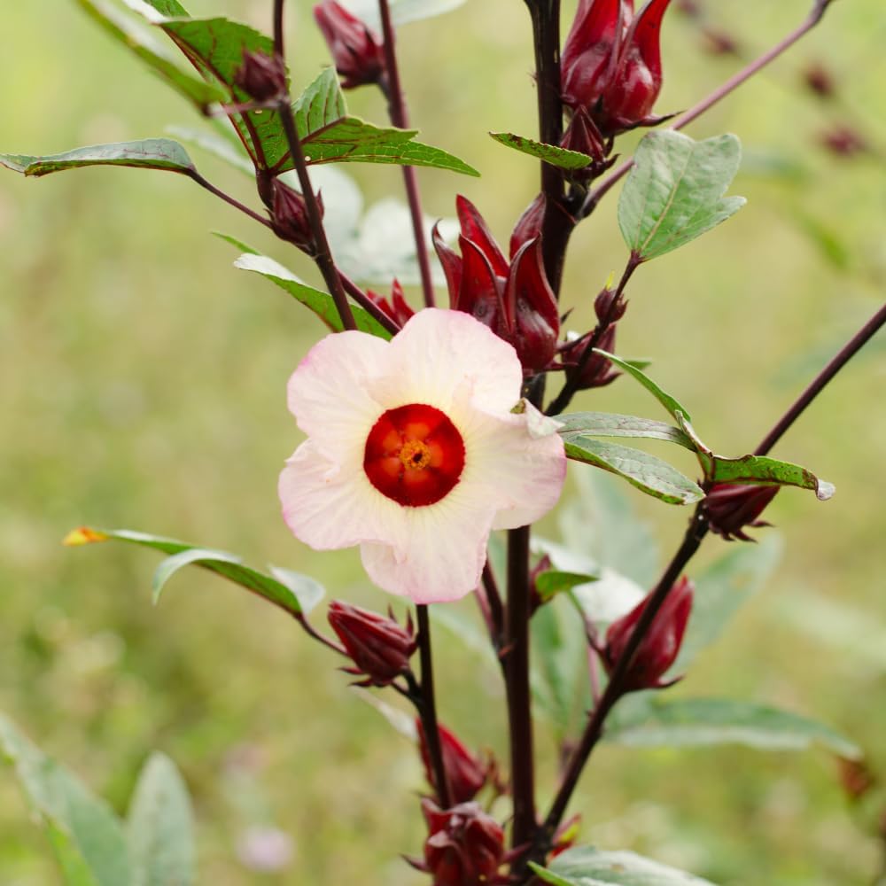 Red Roselle Hibiscus Live Plant in 4 Inch Pot, Sabdariffa Roselle Jamaican Flower Plant for Outdoor Planting, 4-6" Tall