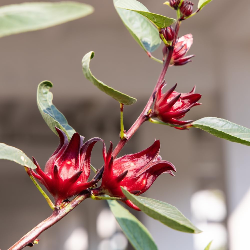 Red Roselle Hibiscus Live Plant in 4 Inch Pot, Sabdariffa Roselle Jamaican Flower Plant for Outdoor Planting, 4-6" Tall