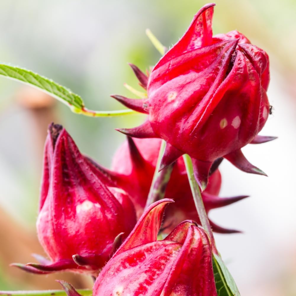 Red Roselle Hibiscus Live Plant in 4 Inch Pot, Sabdariffa Roselle Jamaican Flower Plant for Outdoor Planting, 4-6" Tall