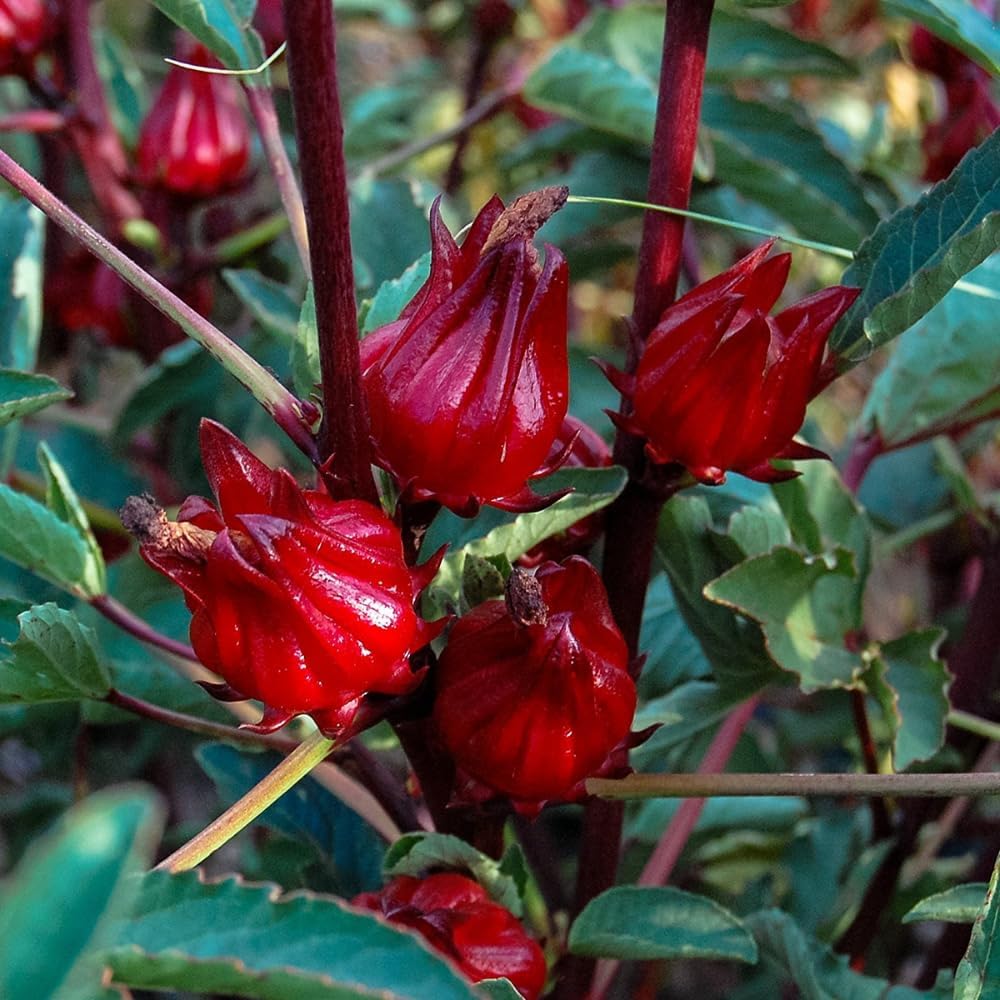 Red Roselle Hibiscus Live Plant in 4 Inch Pot, Sabdariffa Roselle Jamaican Flower Plant for Outdoor Planting, 4-6" Tall