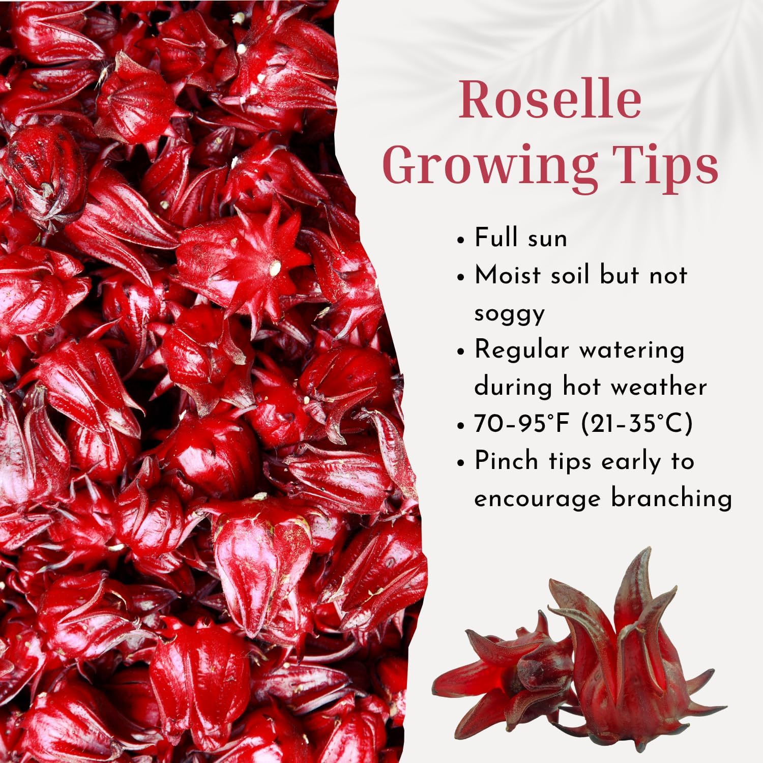 Red Roselle Hibiscus Live Plant in 4 Inch Pot, Sabdariffa Roselle Jamaican Flower Plant for Outdoor Planting, 4-6" Tall